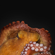 An octopus during active sleep.